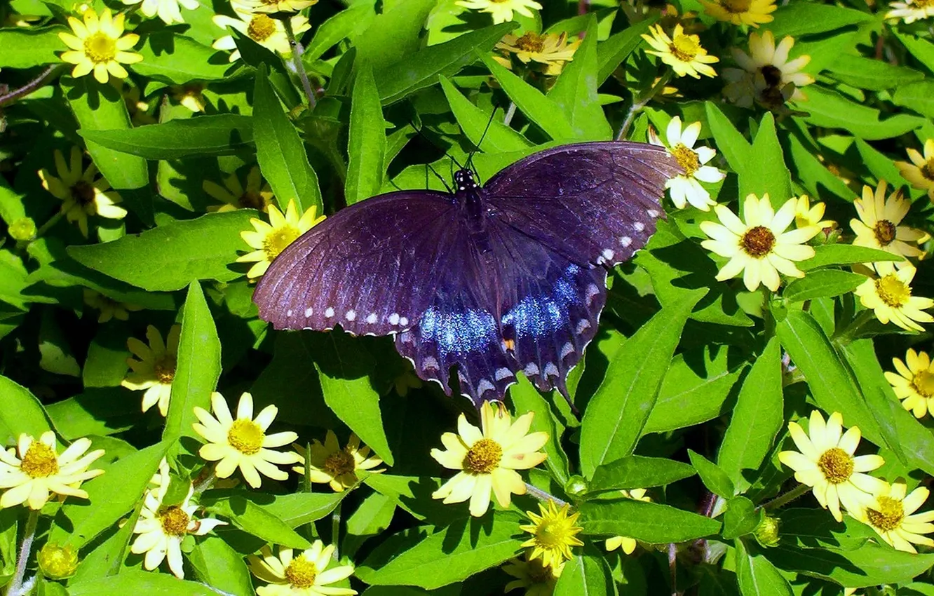 Photo wallpaper leaves, flowers, macro, butterfly, wings, beautiful, closeup