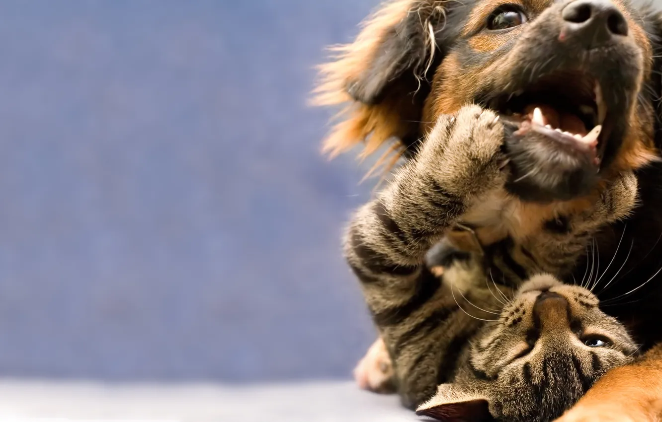 Photo wallpaper cat, the game, dog