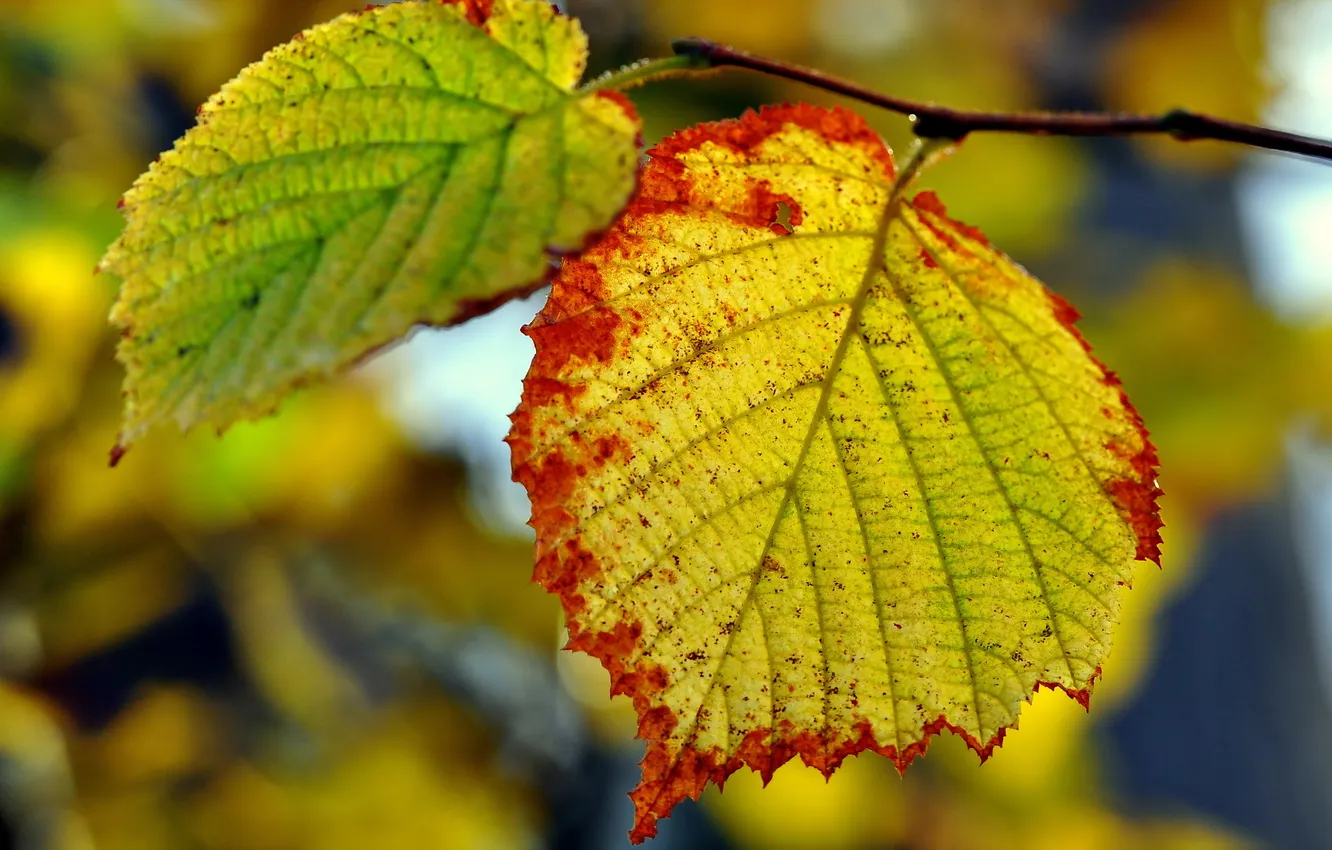 Photo wallpaper autumn, leaves, nature