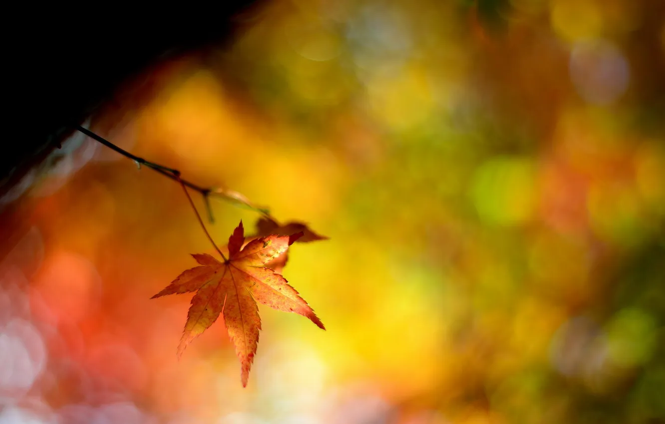 Photo wallpaper autumn, leaves, nature