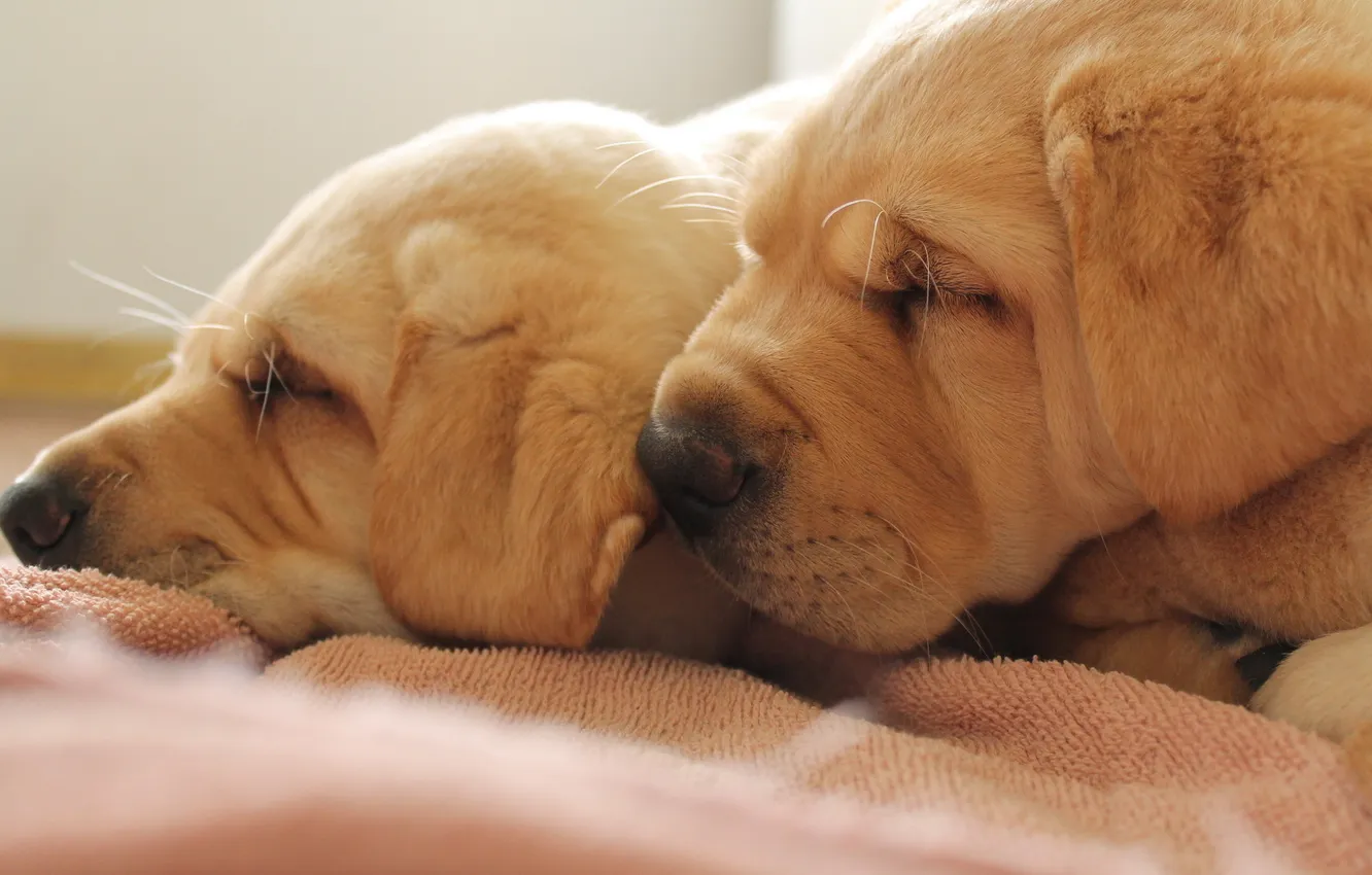 Photo wallpaper comfort, home, dog