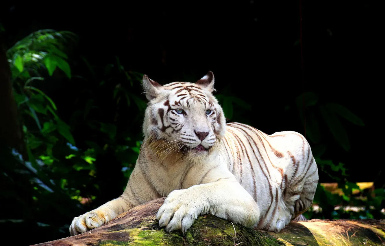 Photo wallpaper white, tiger, stay, predator, white tiger