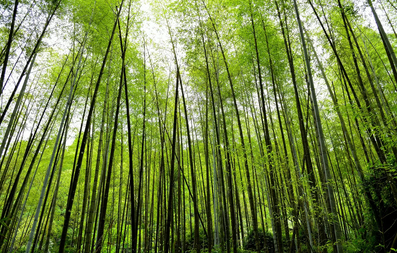 Photo wallpaper nature, thickets, plant, bamboo