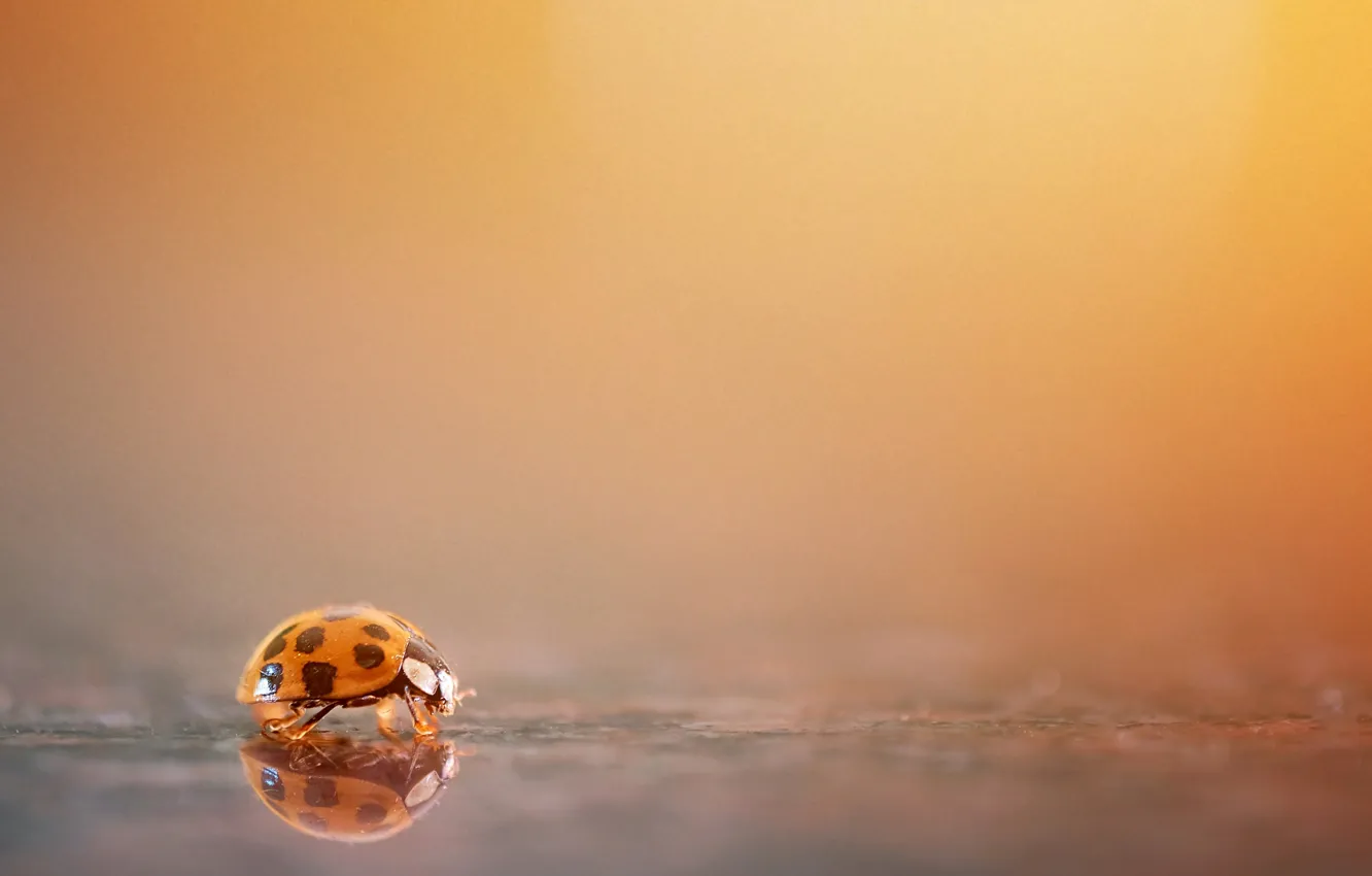 Photo wallpaper nature, background, ladybug