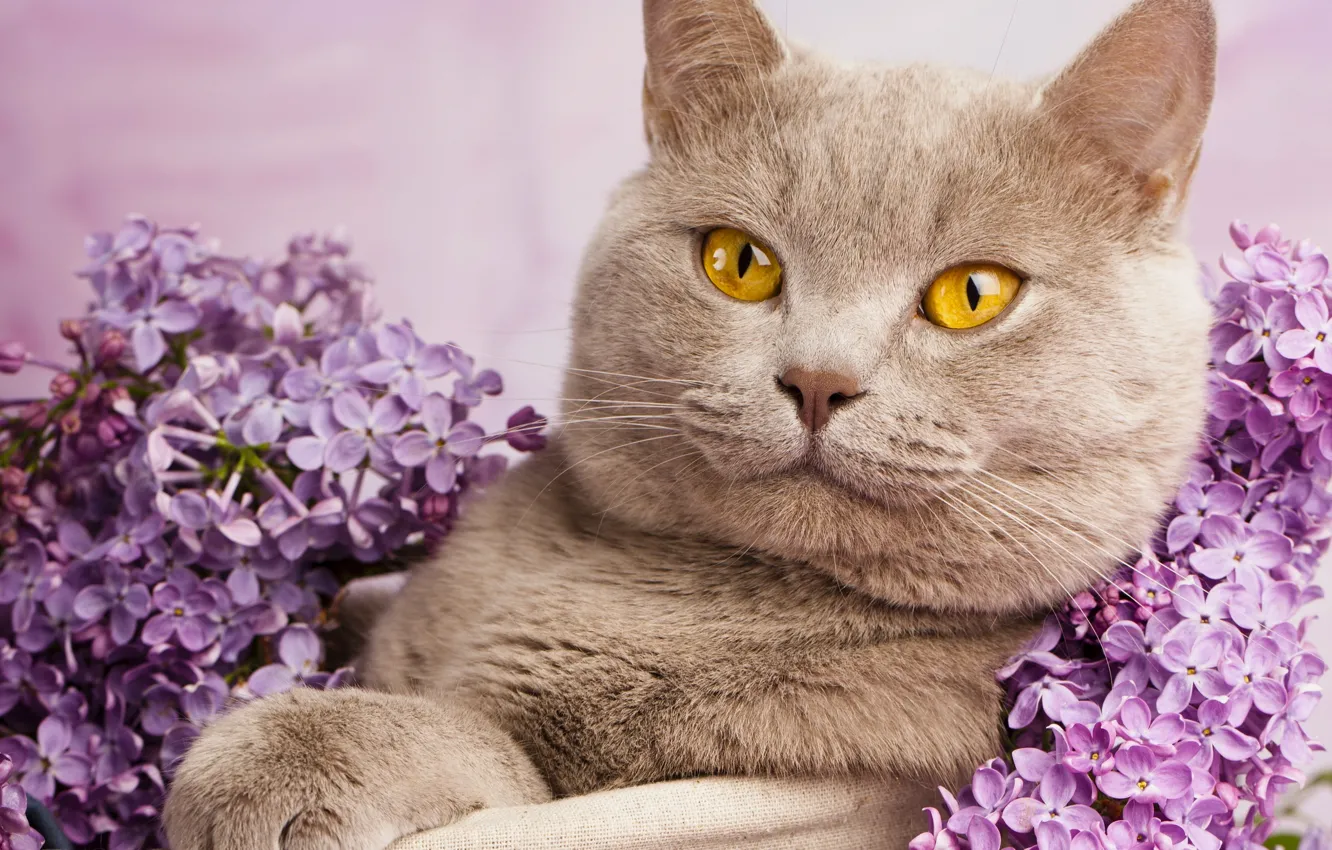 Photo wallpaper cat, cat, portrait, lilac, British Shorthair