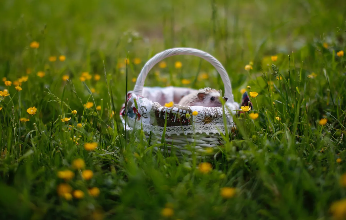 Photo wallpaper greens, white, summer, grass, look, flowers, yellow, glade
