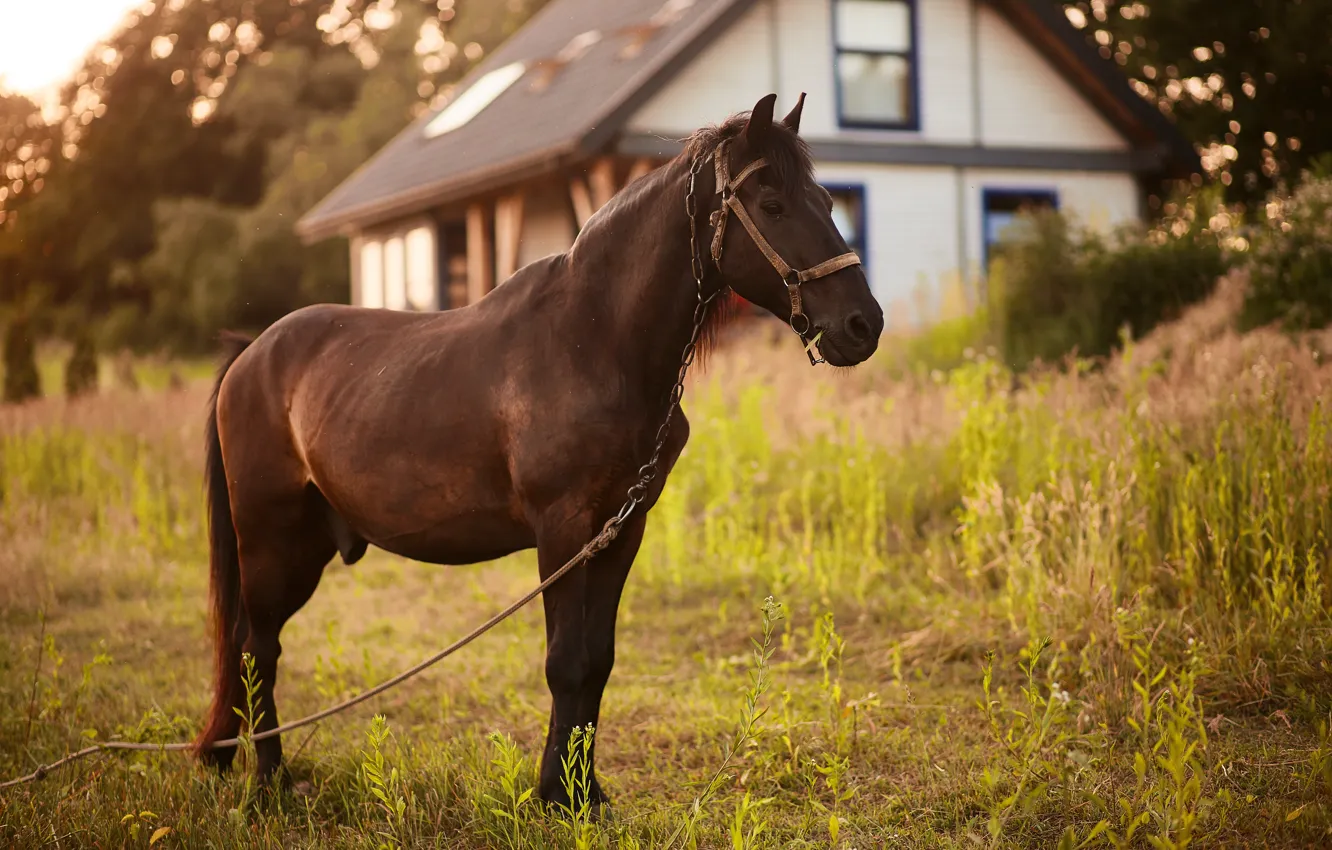 Photo wallpaper summer, grass, look, light, horse, horse, home, village