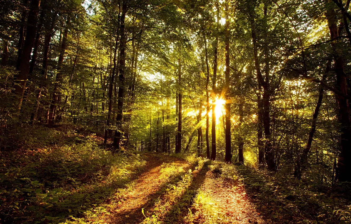 Photo wallpaper forest, the sun, light, trees
