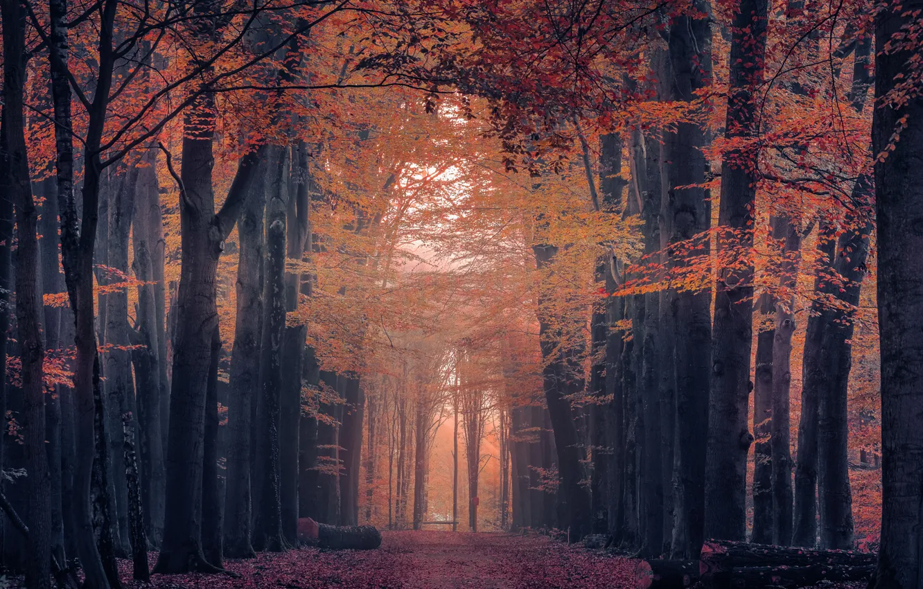 Photo wallpaper autumn, forest, Park, path