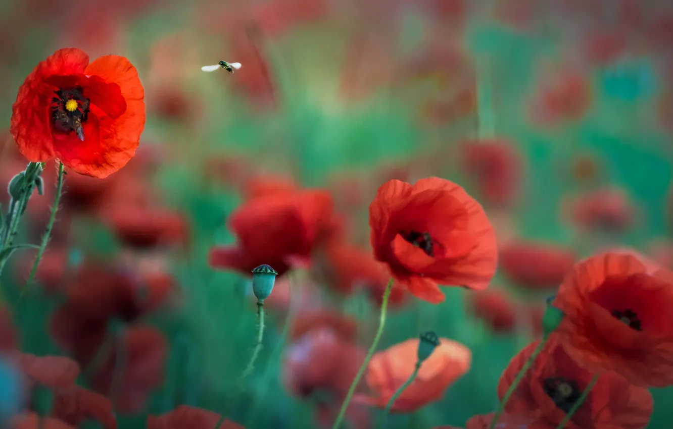 Photo wallpaper flowers, color, Mac, flowering