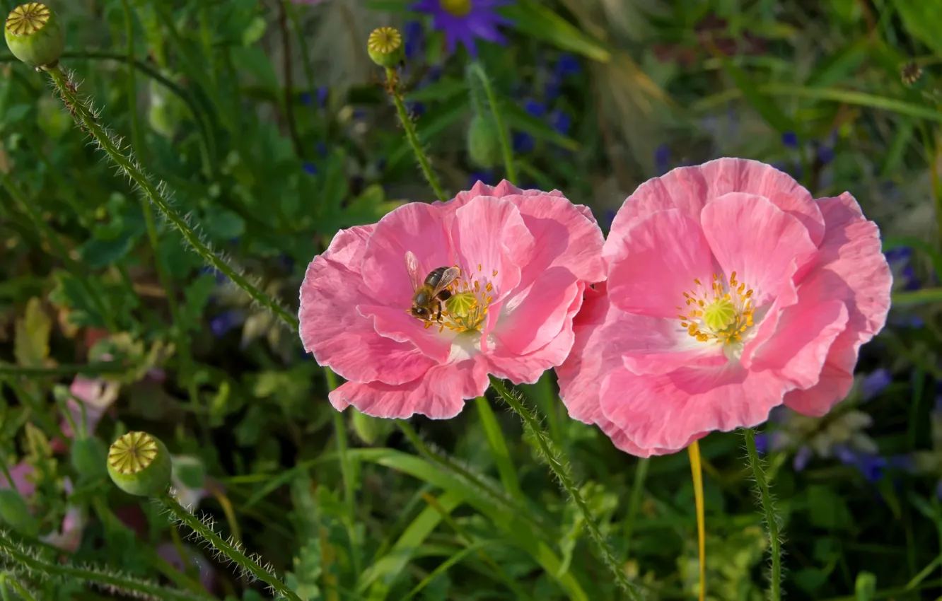 Photo wallpaper bee, Maki, meadow, pink