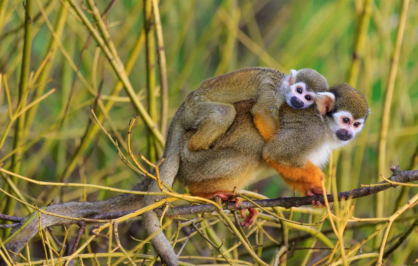 Photo wallpaper nature, family, monkey, monkey