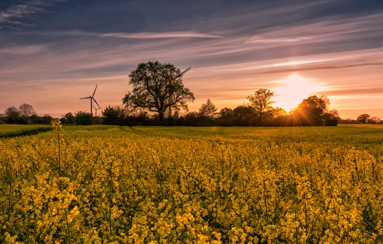 Photo wallpaper field, the sky, the sun, trees, sunset, windmills, rape