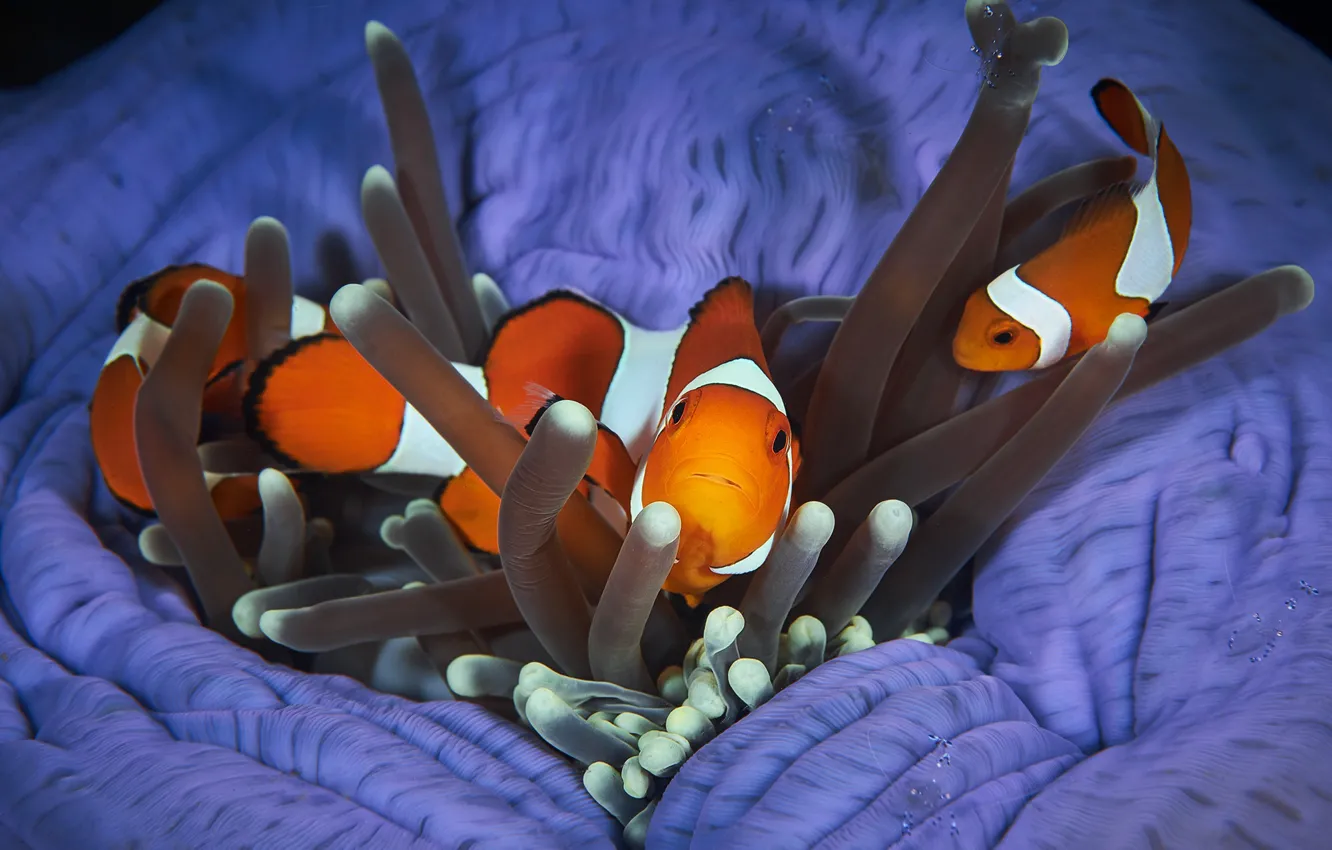 Photo wallpaper fish, fish, underwater world, anemones, clown fish