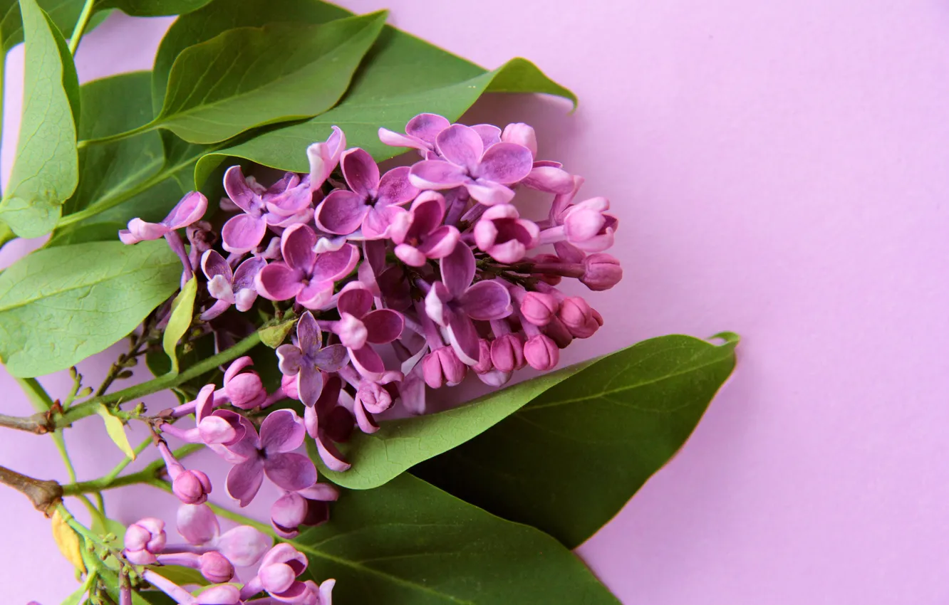 Photo wallpaper flower, purple, card, lilac