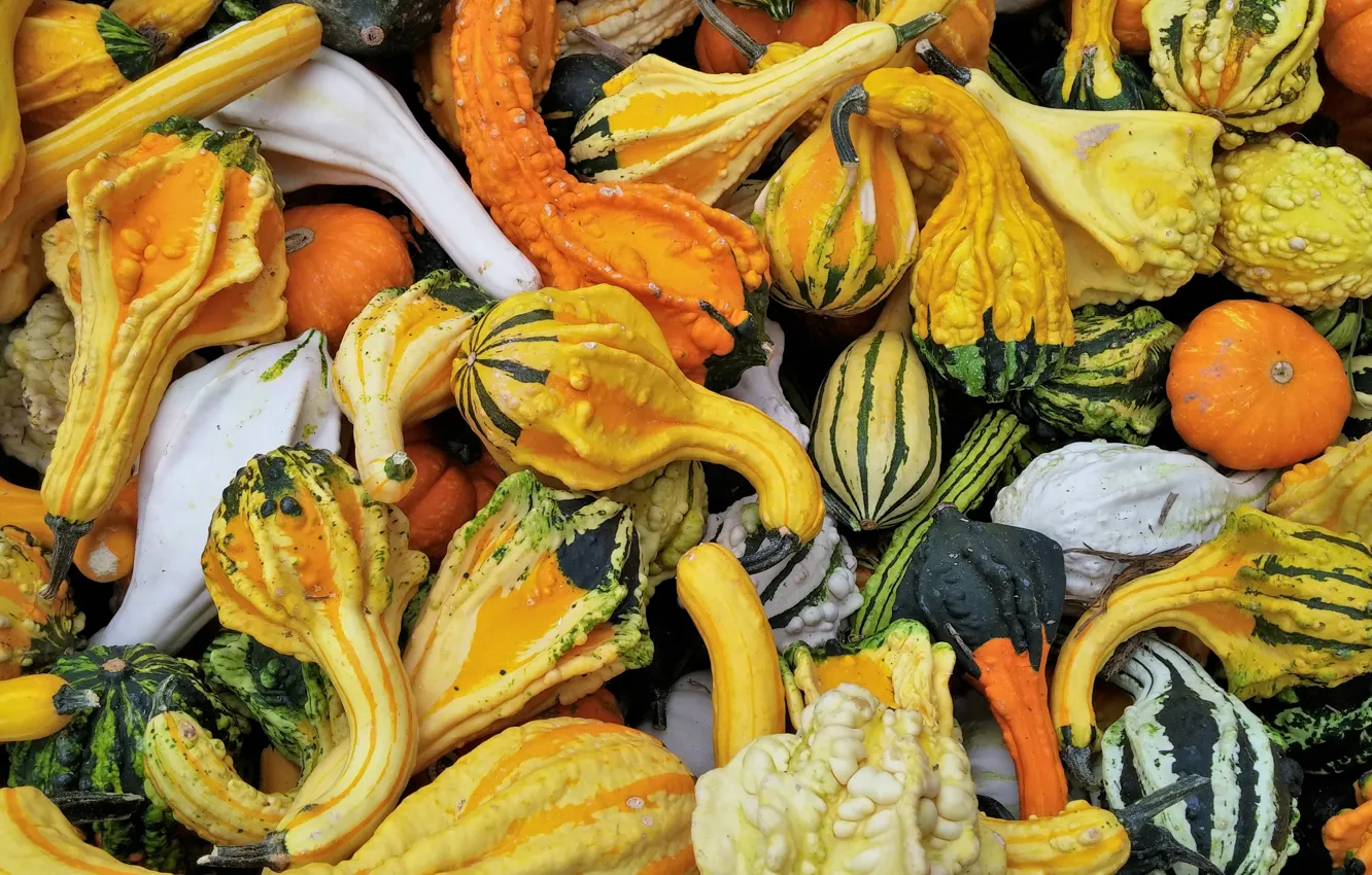 Photo wallpaper bright, harvest, pumpkin, vegetables, a lot, different, squash
