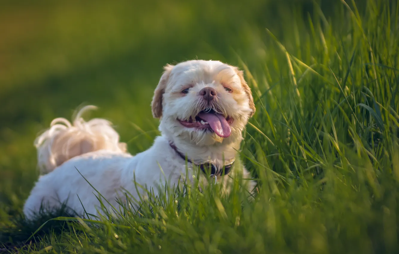 Photo wallpaper language, grass, dog, Shih Tzu