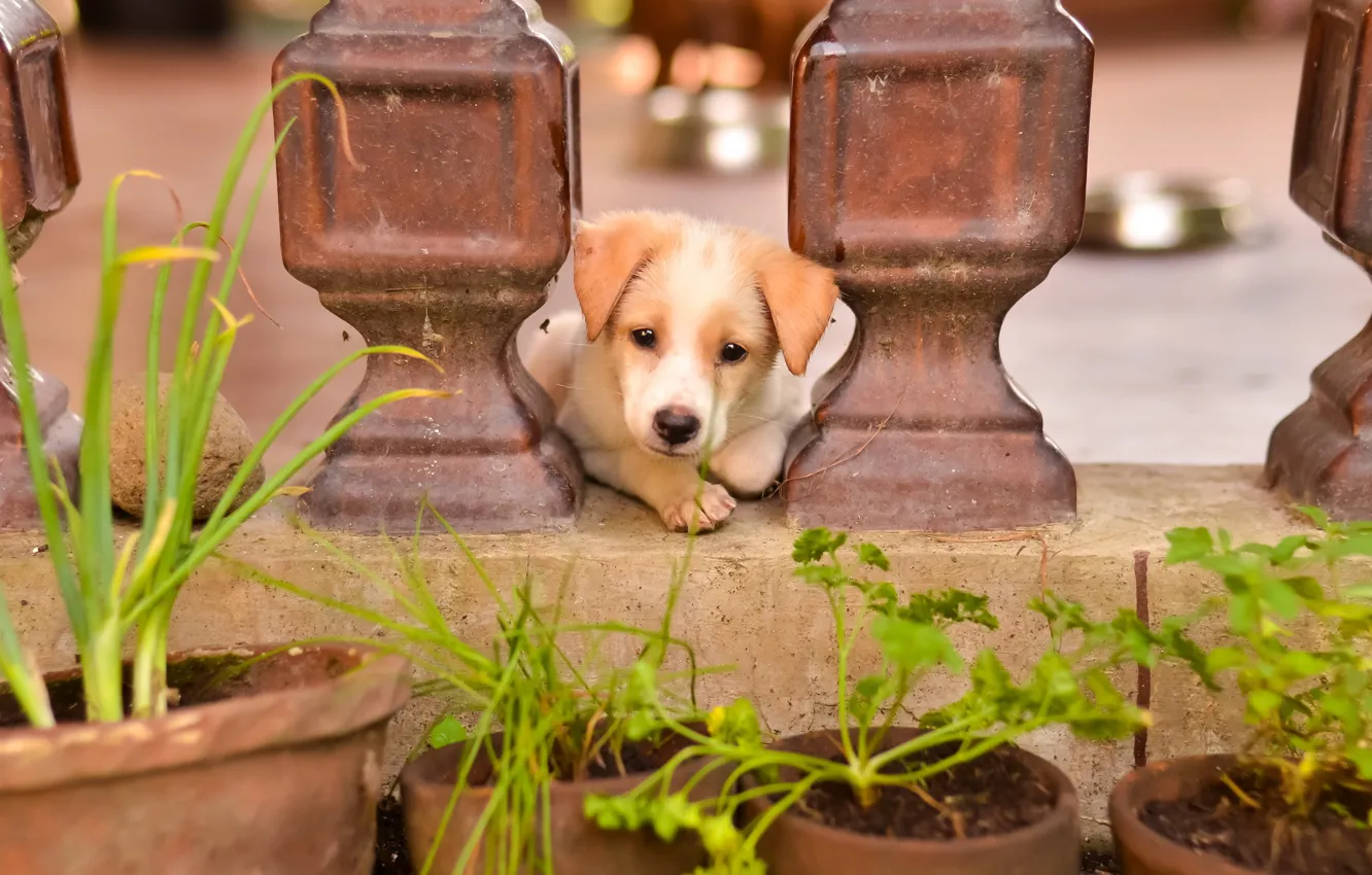 Photo wallpaper look, each, dog