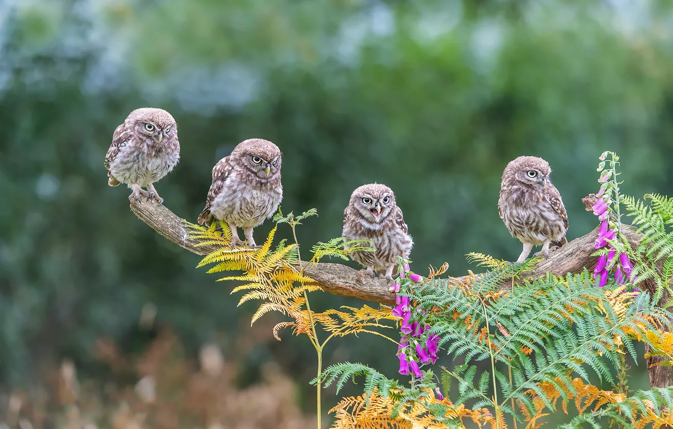 Photo wallpaper flowers, branches, owl, bird, fern, flock, Quartet, owl