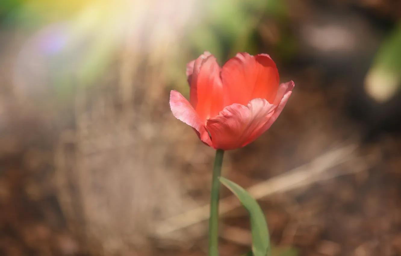Photo wallpaper flowers, nature, tulips