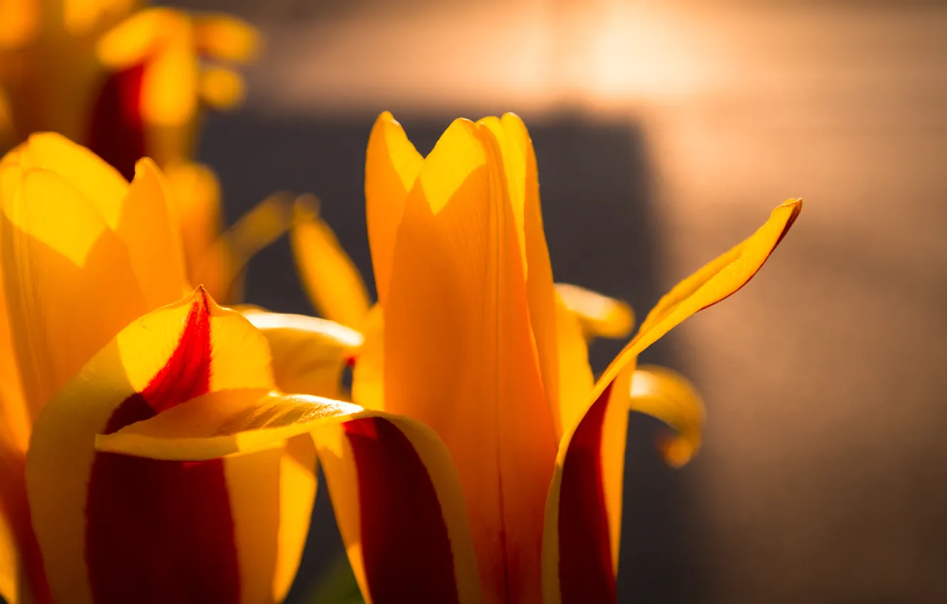 Photo wallpaper colorful, sunshine, flower, blossom, spring, tulip, bloom, Vibrant