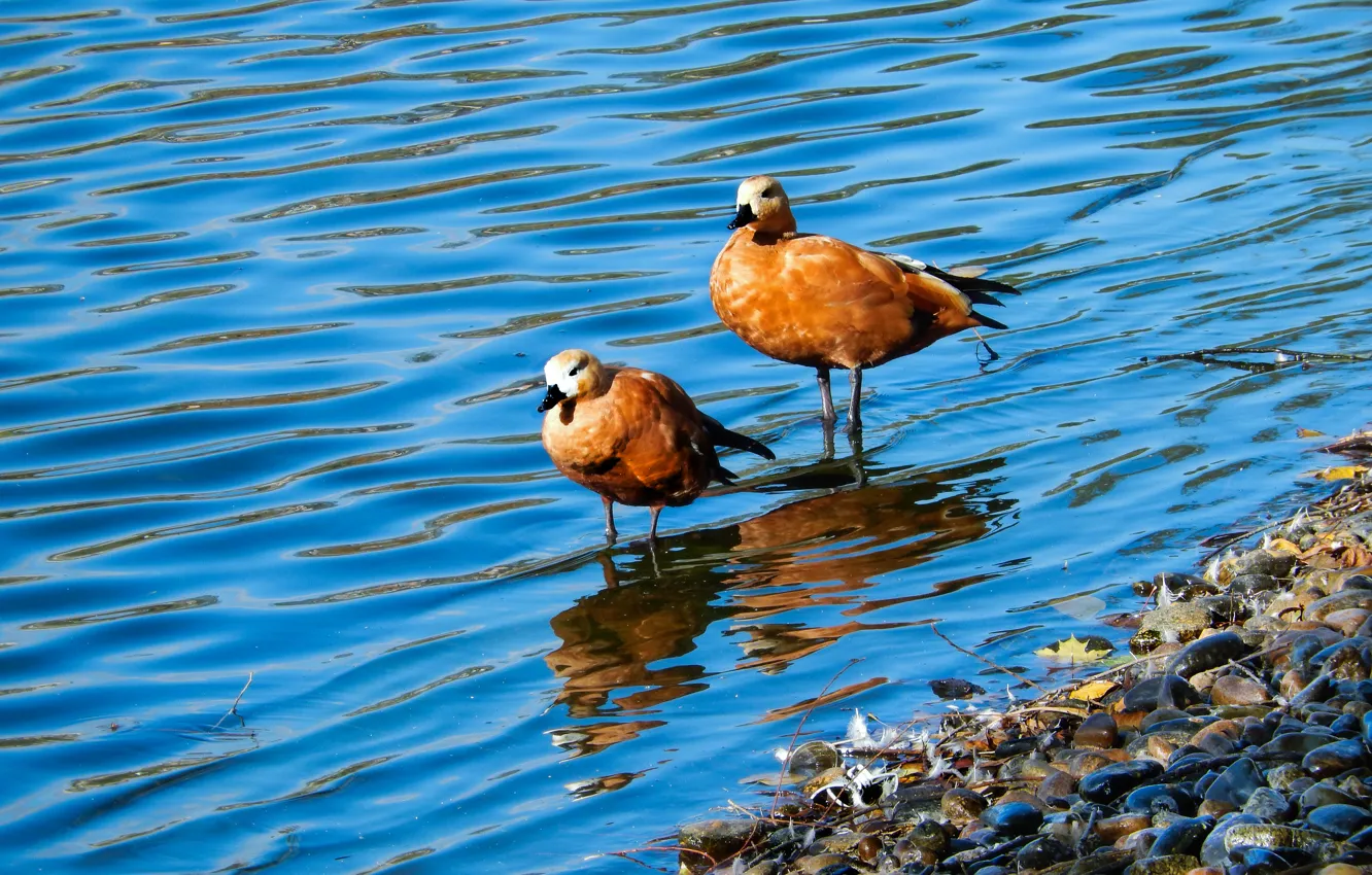 Photo wallpaper lake, pond, widescreen, Wallpaper, duck, wallpaper, widescreen, background