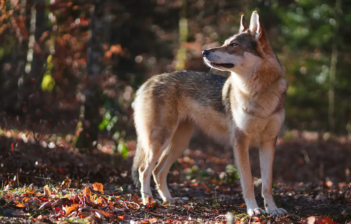 Photo wallpaper autumn, forest, pose, wolf