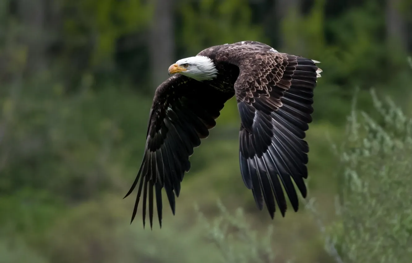 Photo wallpaper flight, wings, bald eagle, bald eagle