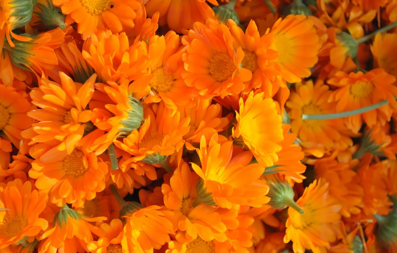 Photo wallpaper flowers, petals, buds