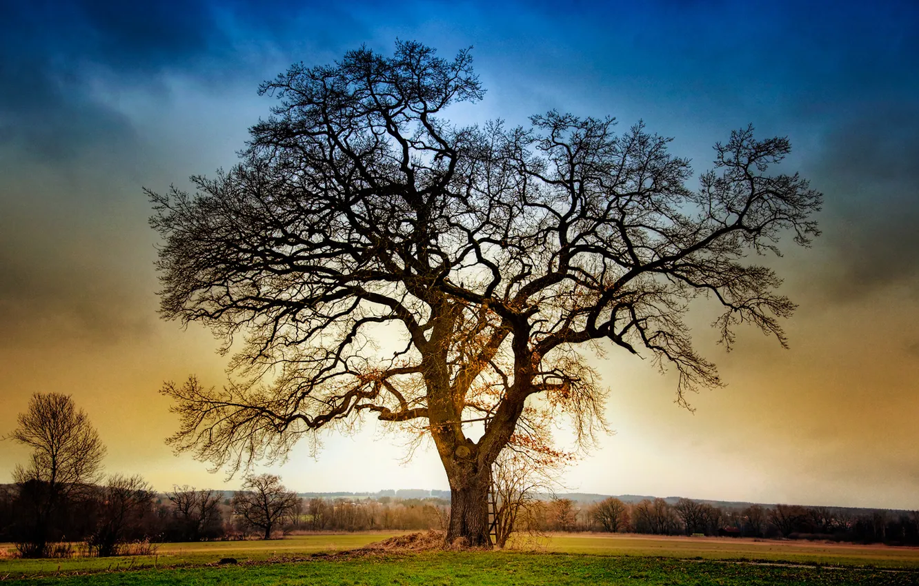 Photo wallpaper field, the sky, trees