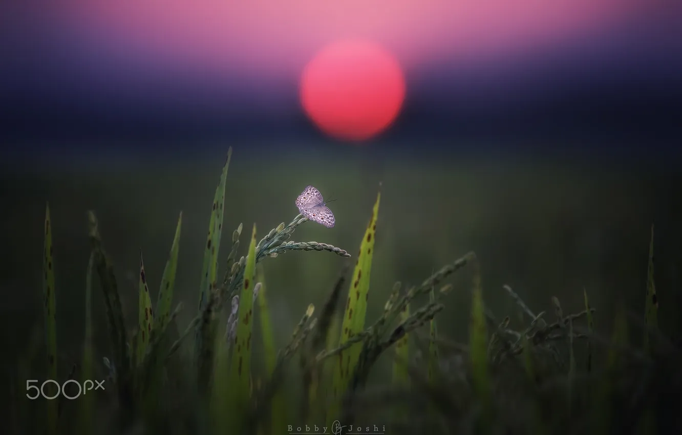 Photo wallpaper field, macro, butterfly, bokeh