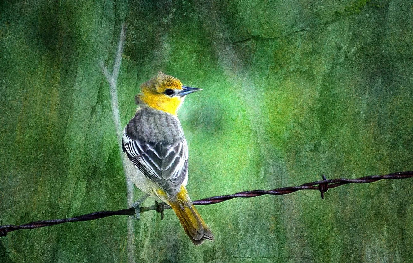 Photo wallpaper style, background, bird