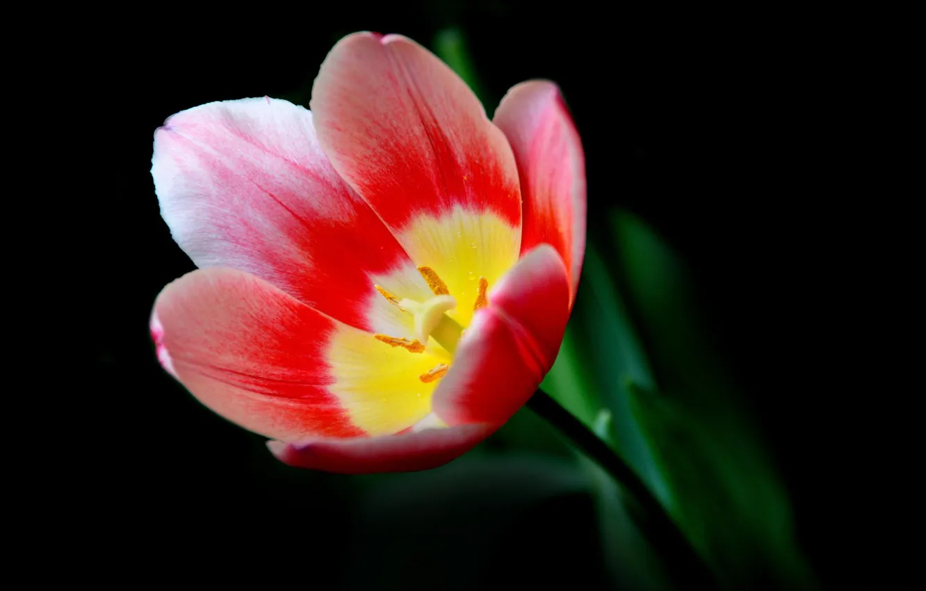 Photo wallpaper red, petals, tulips, black background