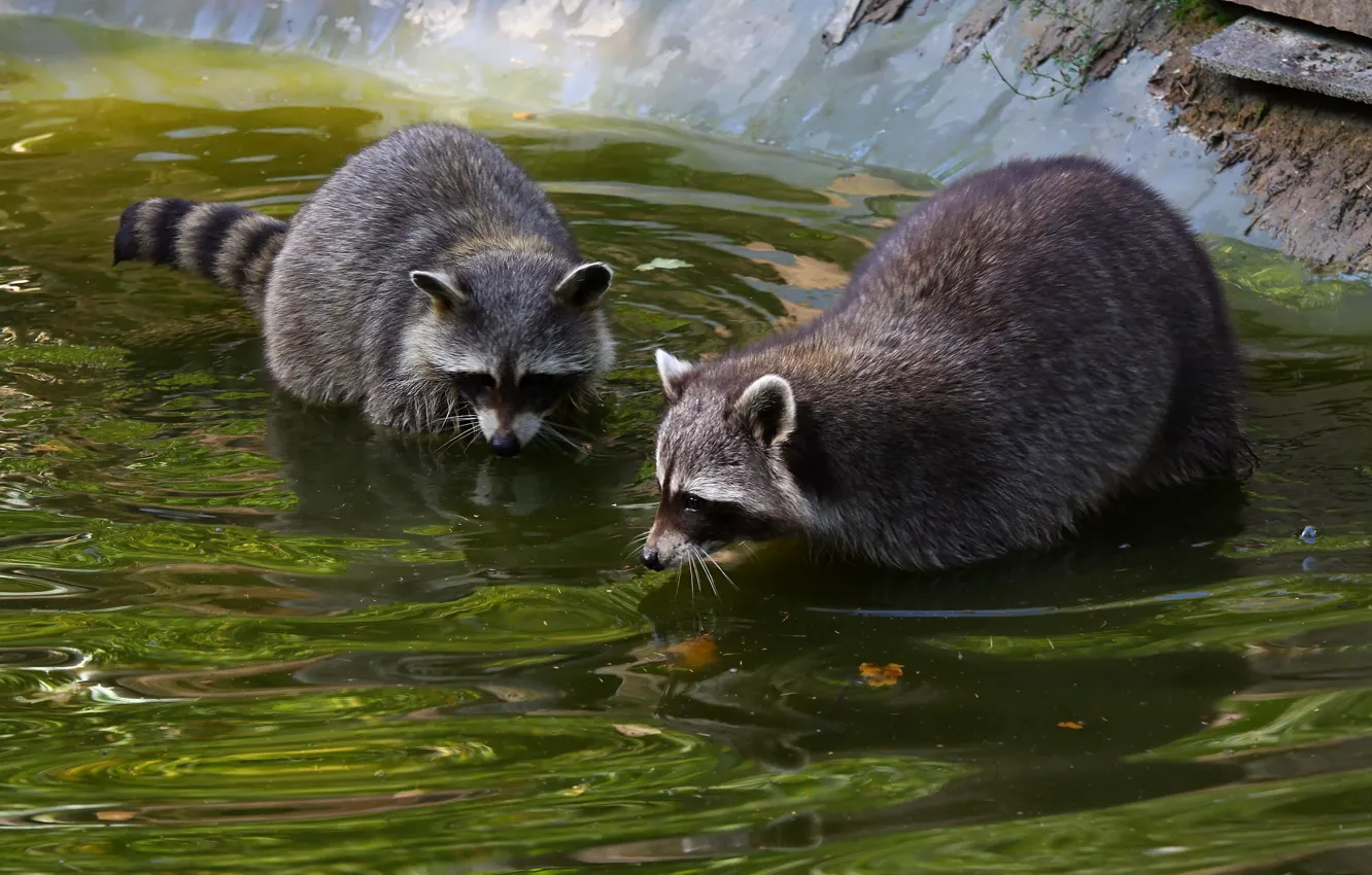 Photo wallpaper water, two, bathing, pair, raccoon, pond, two raccoons