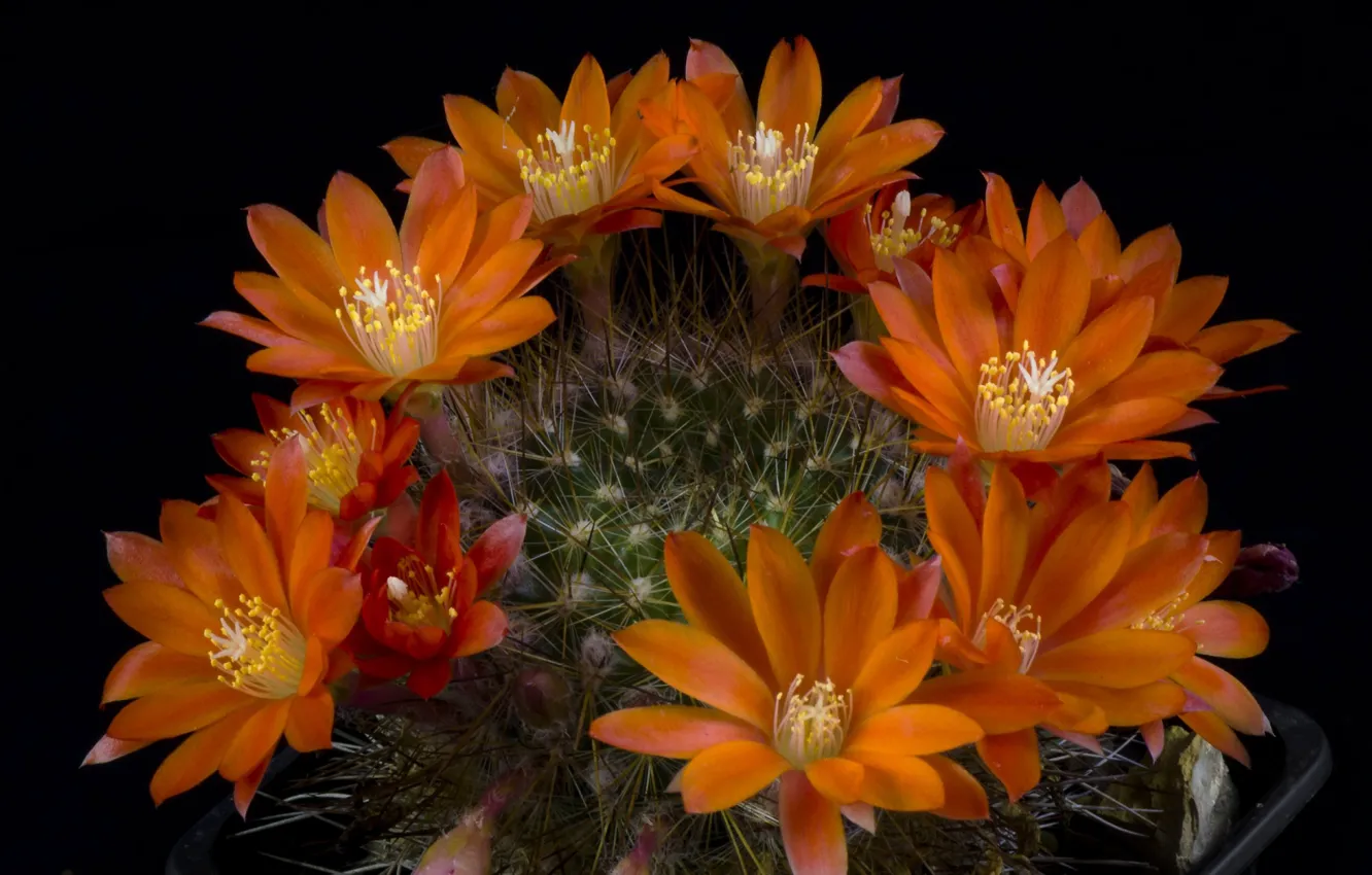 Photo wallpaper cactus, black background, flowering cactus