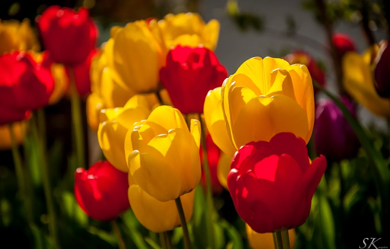 Photo wallpaper color, macro, flowers, yellow, red, tulips