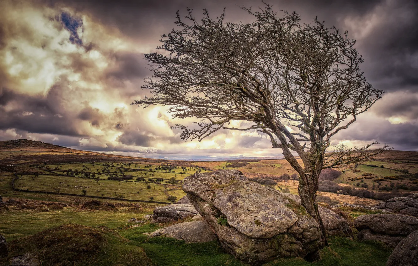 Photo wallpaper stones, tree, England, Devon