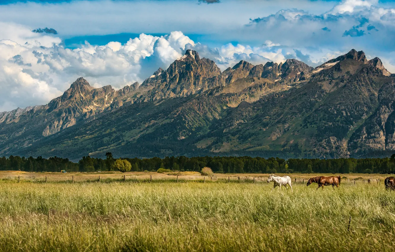 Photo wallpaper field, forest, the sky, grass, clouds, mountains, rocks, horse