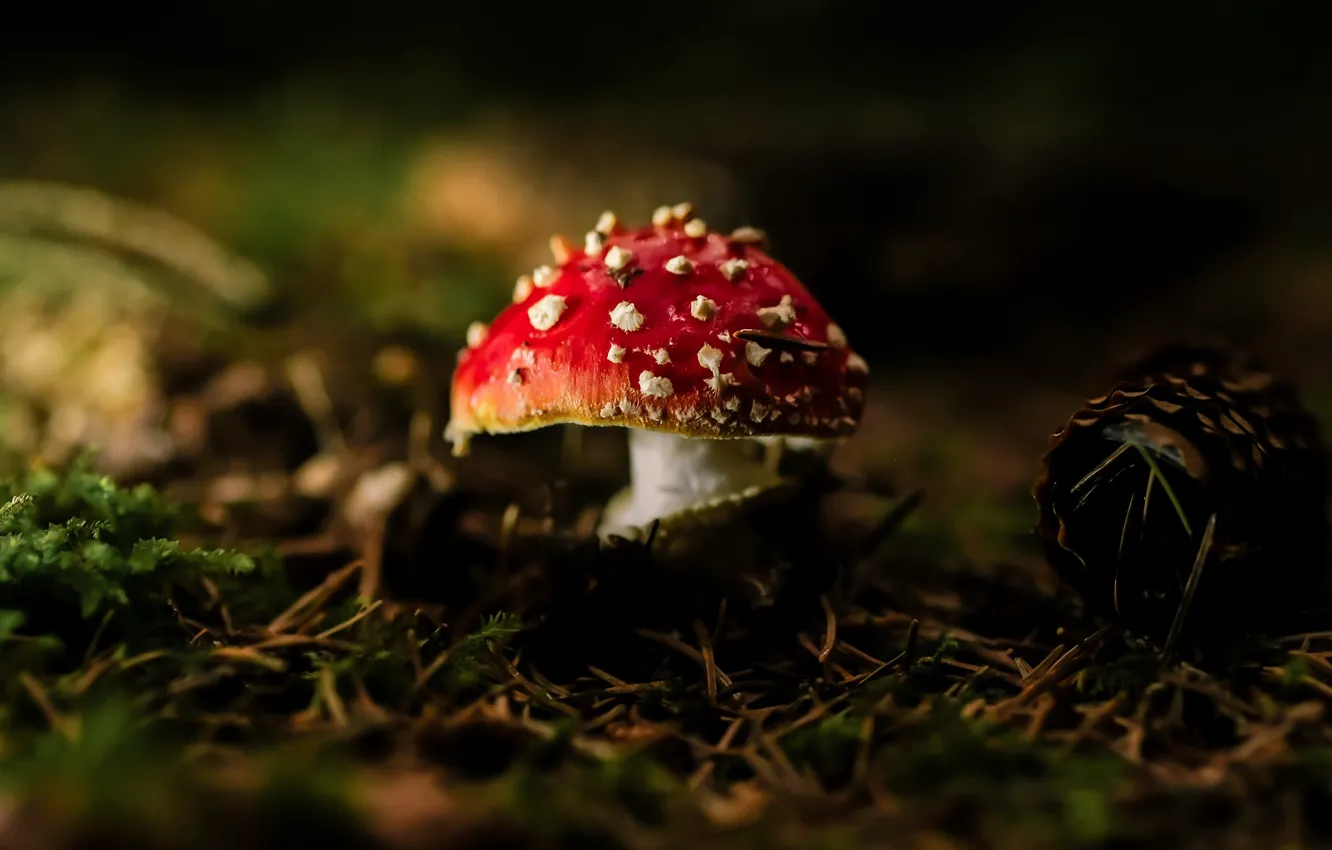 Photo wallpaper autumn, nature, mushrooms