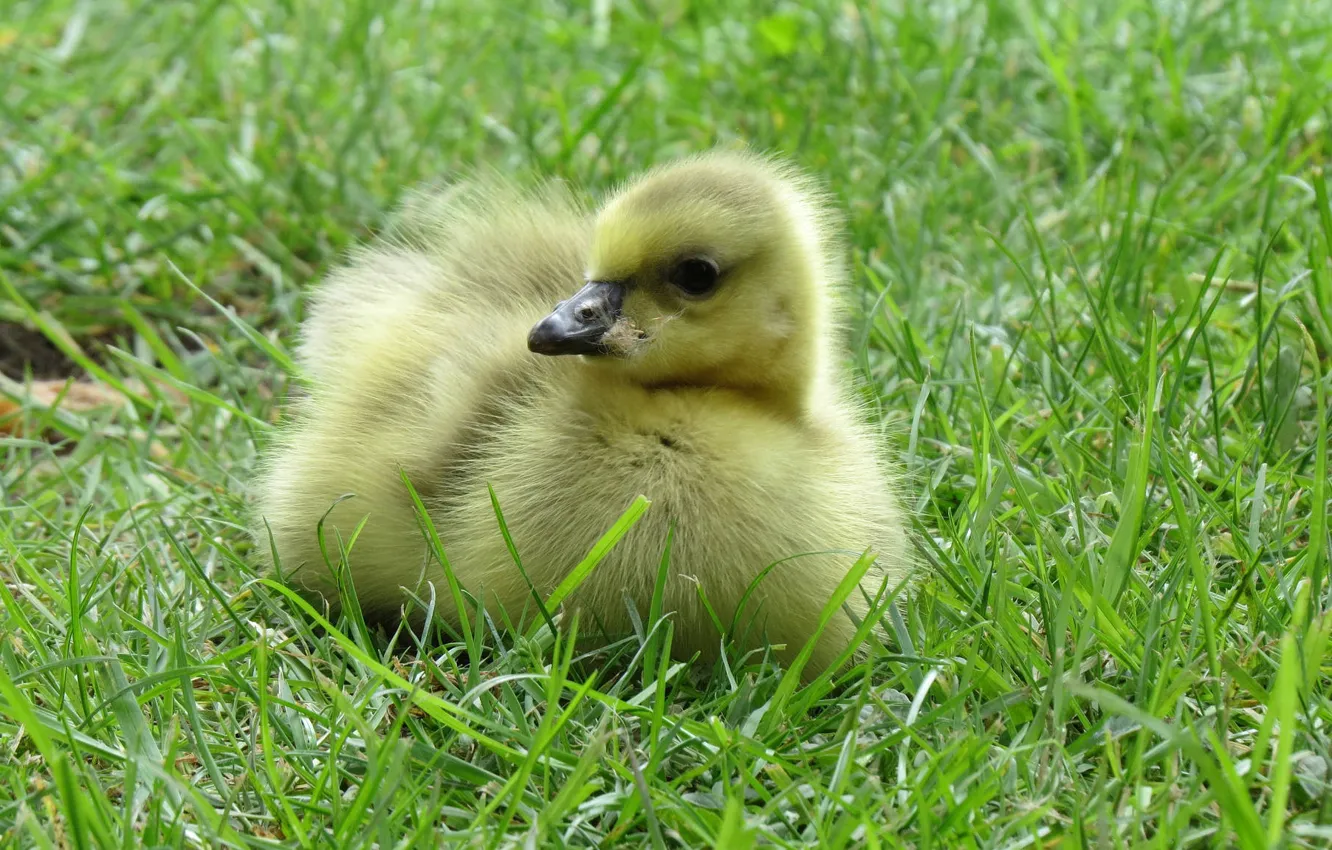 Photo wallpaper spring, meadow, weed, the goslings