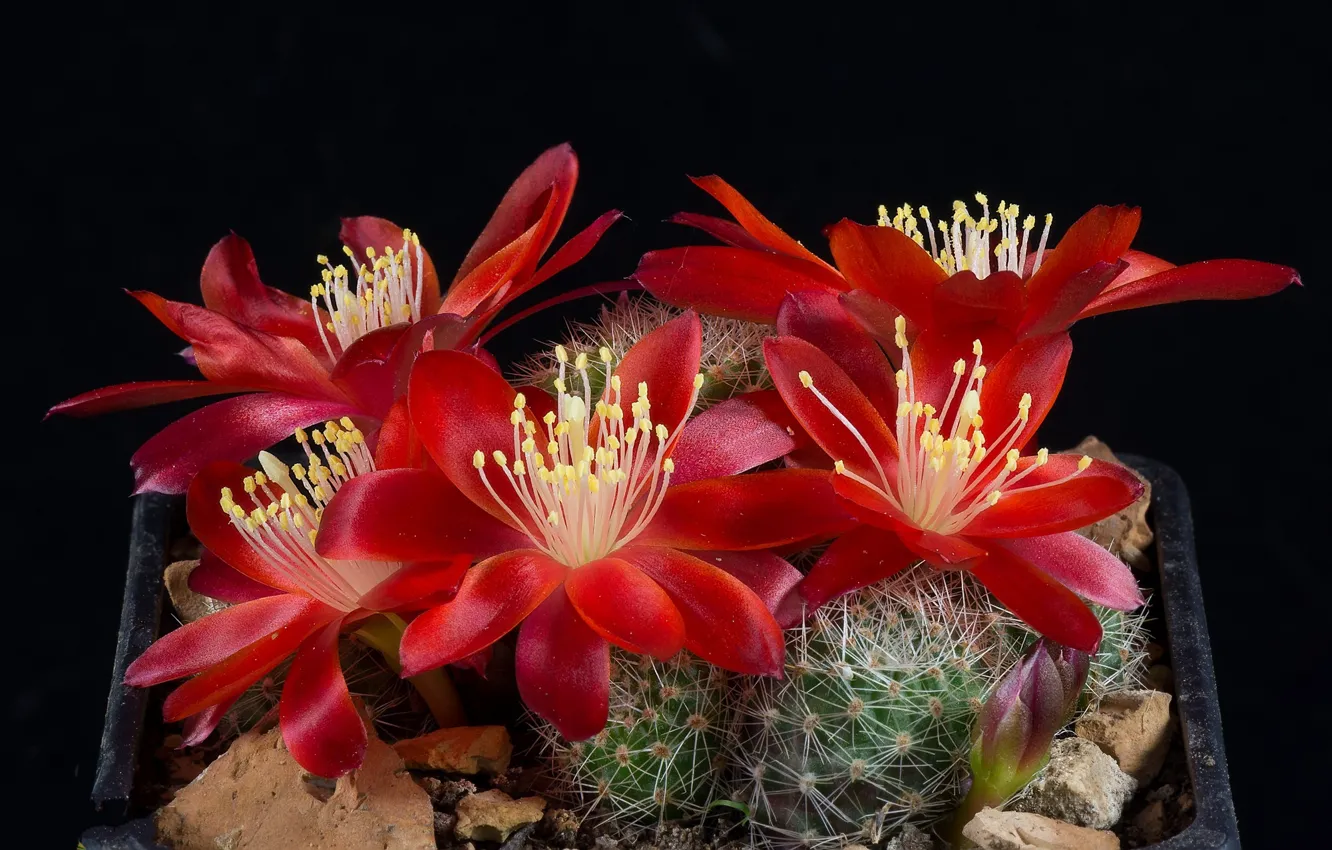 Photo wallpaper Flowers, Cacti, Cactus, Red flowers, Barb