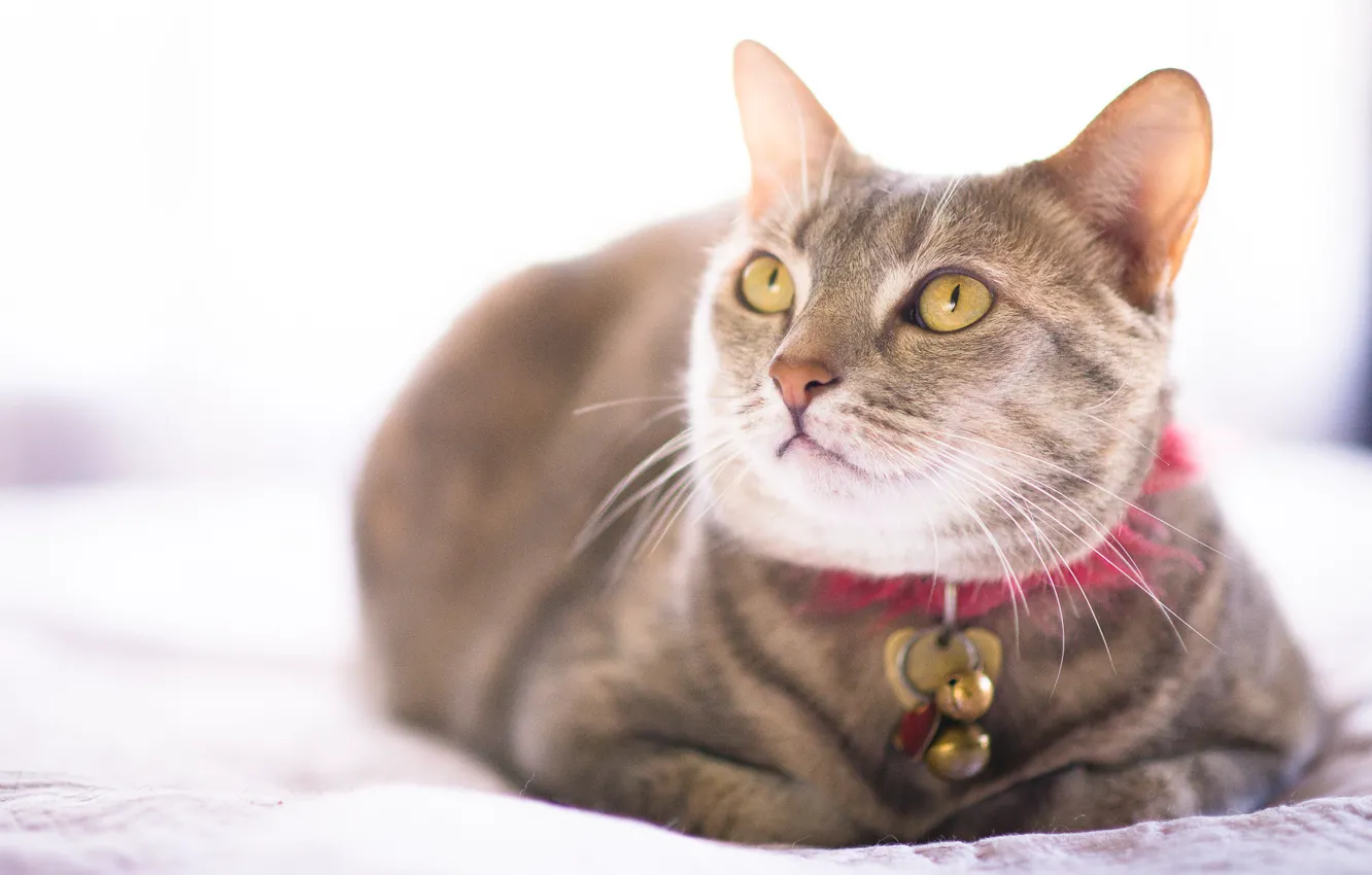 Photo wallpaper cat, cat, collar, view