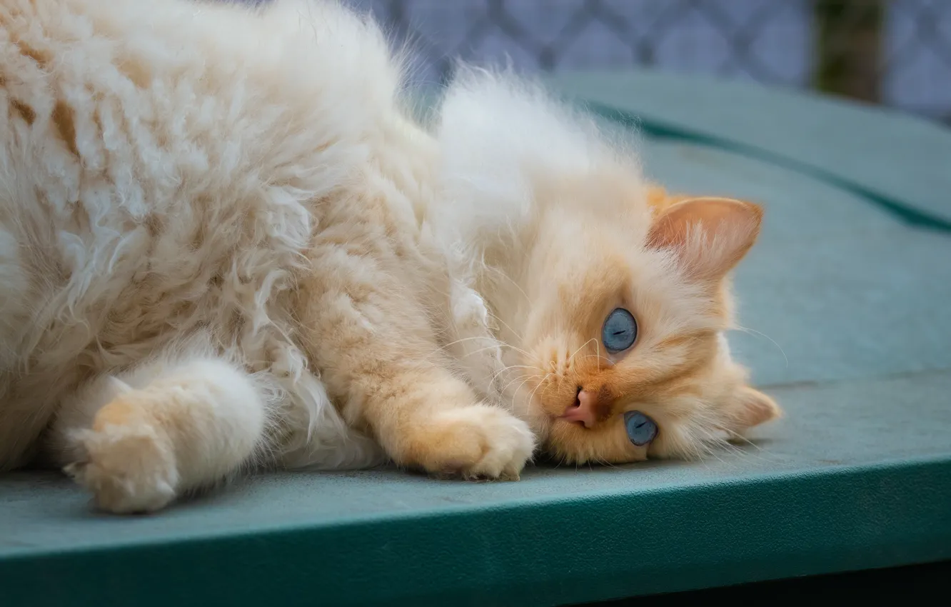 Photo wallpaper cat, cat, fluffy, lies