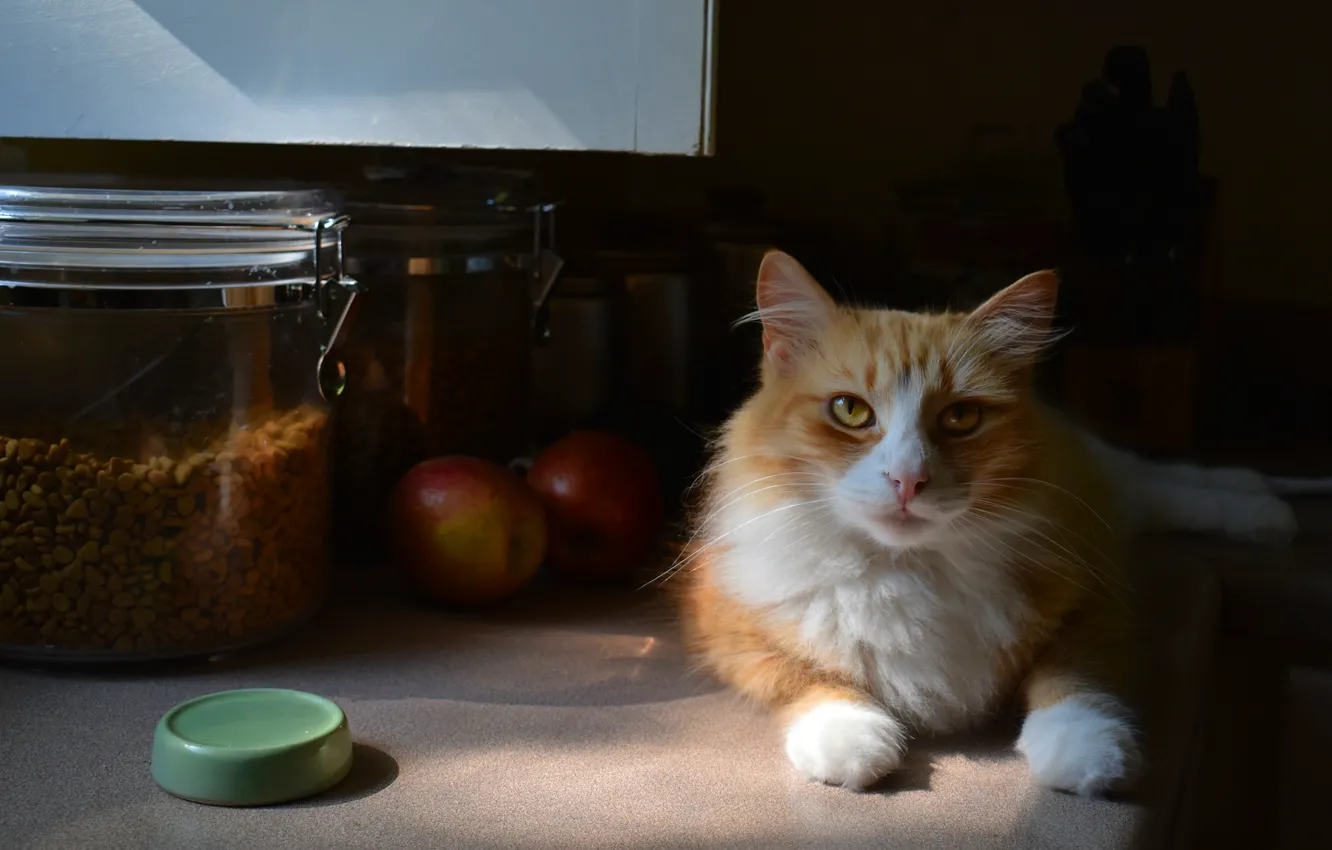 Photo wallpaper cat, cat, look, face, light, comfort, apples, food