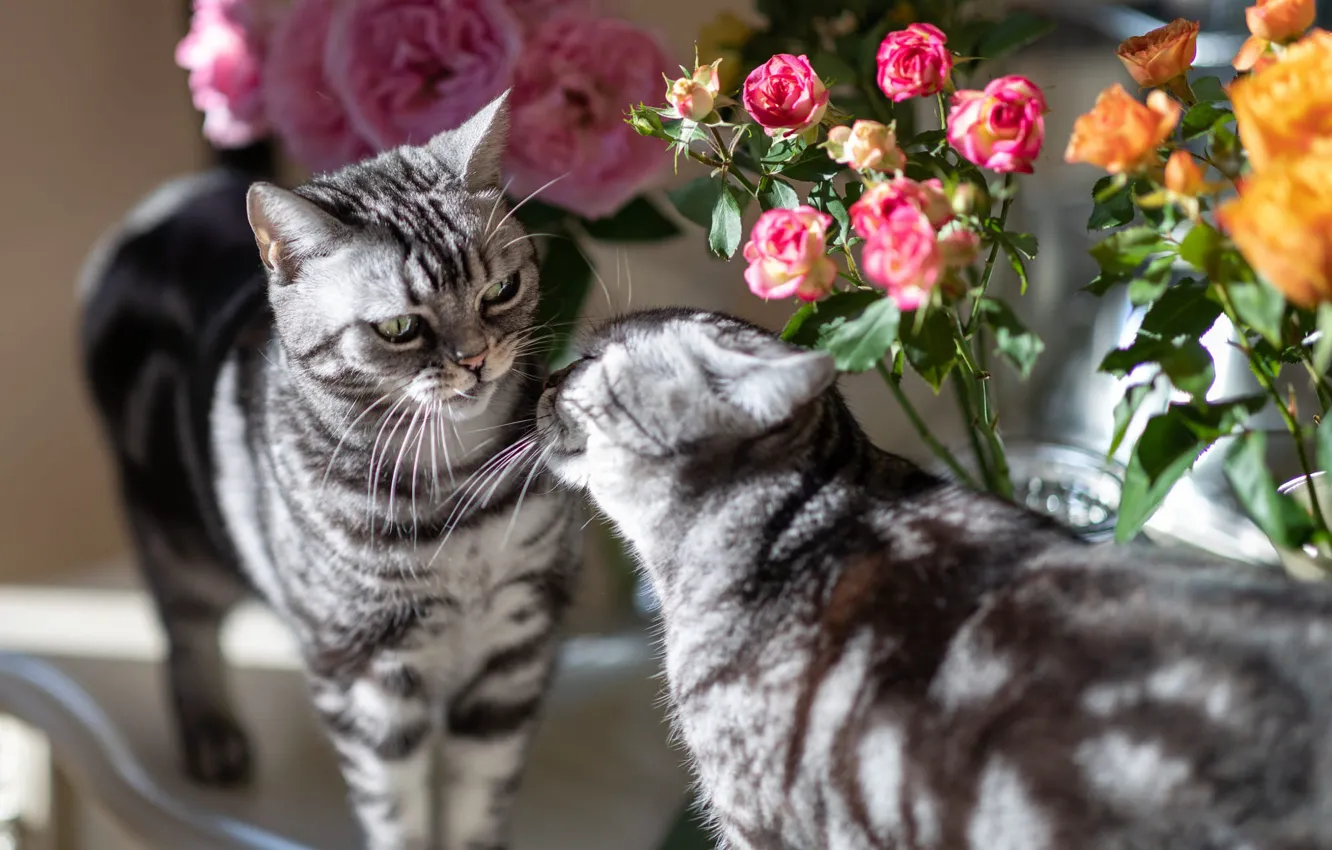 Photo wallpaper cat, cat, light, flowers, grey, roses, bouquet, pair