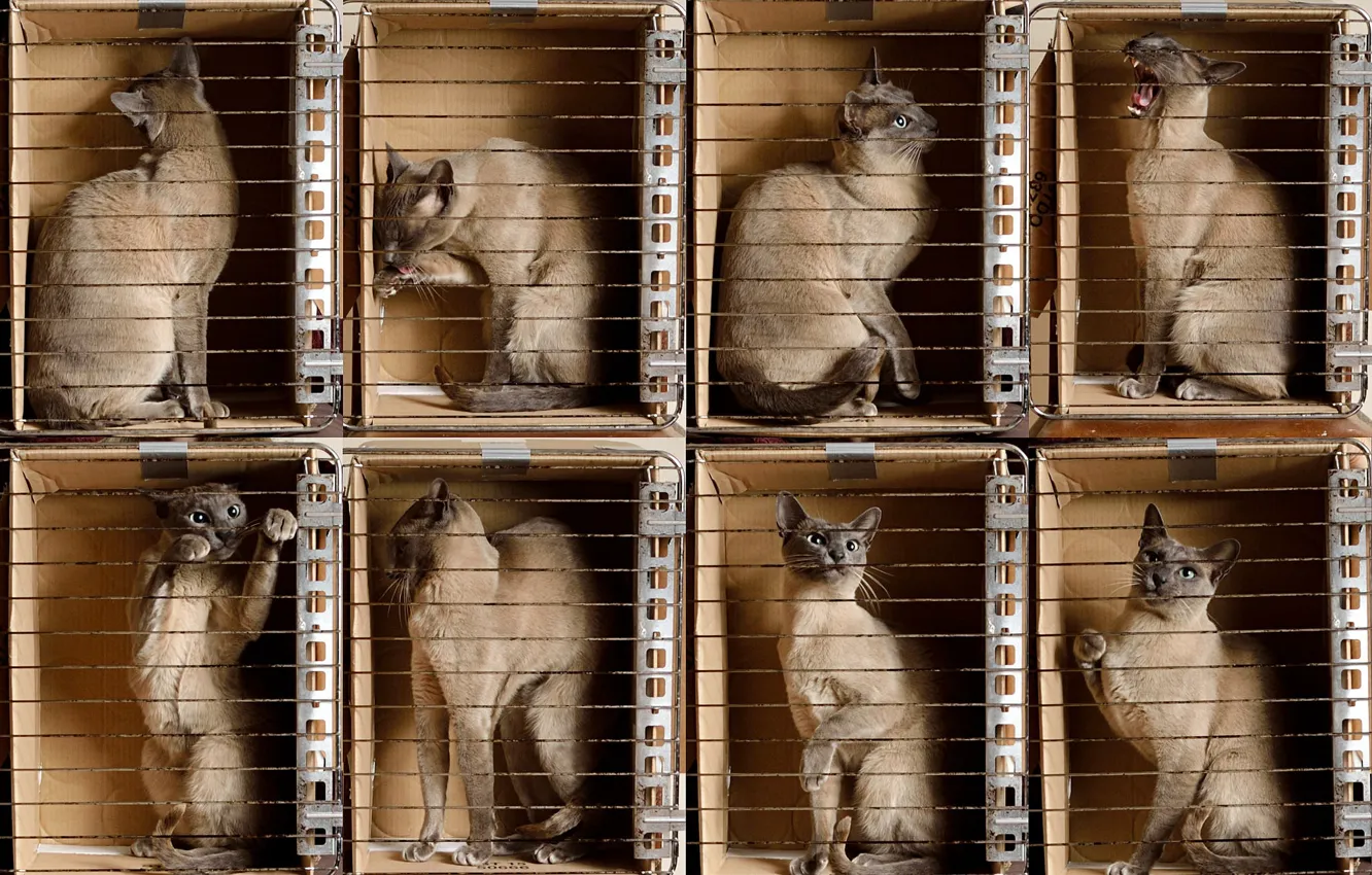 Photo wallpaper cat, look, pose, box, grille, a lot, Siamese, cat in different poses