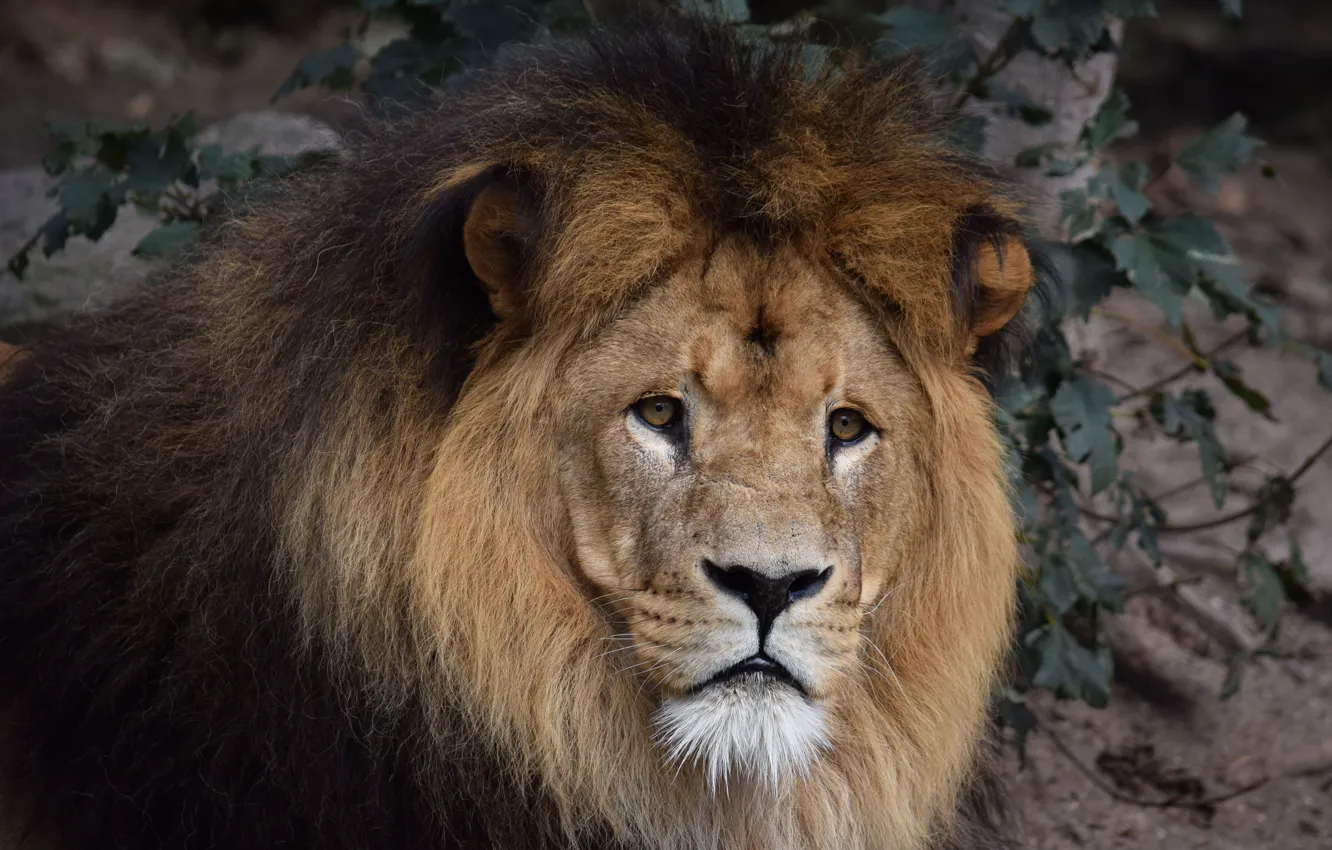 Photo wallpaper face, Leo, mane