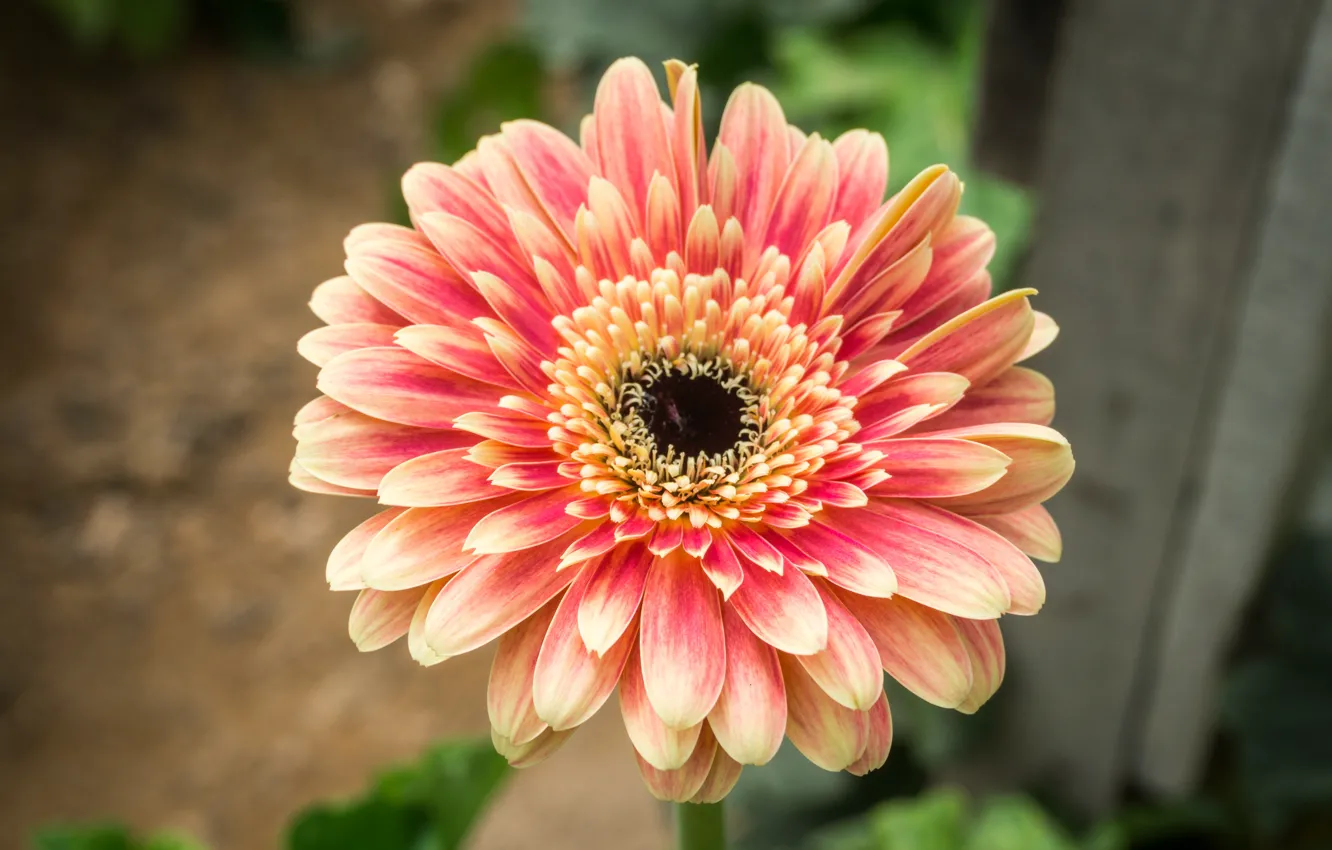Photo wallpaper flower, nature, yellow, flowers, orange, purple, flora