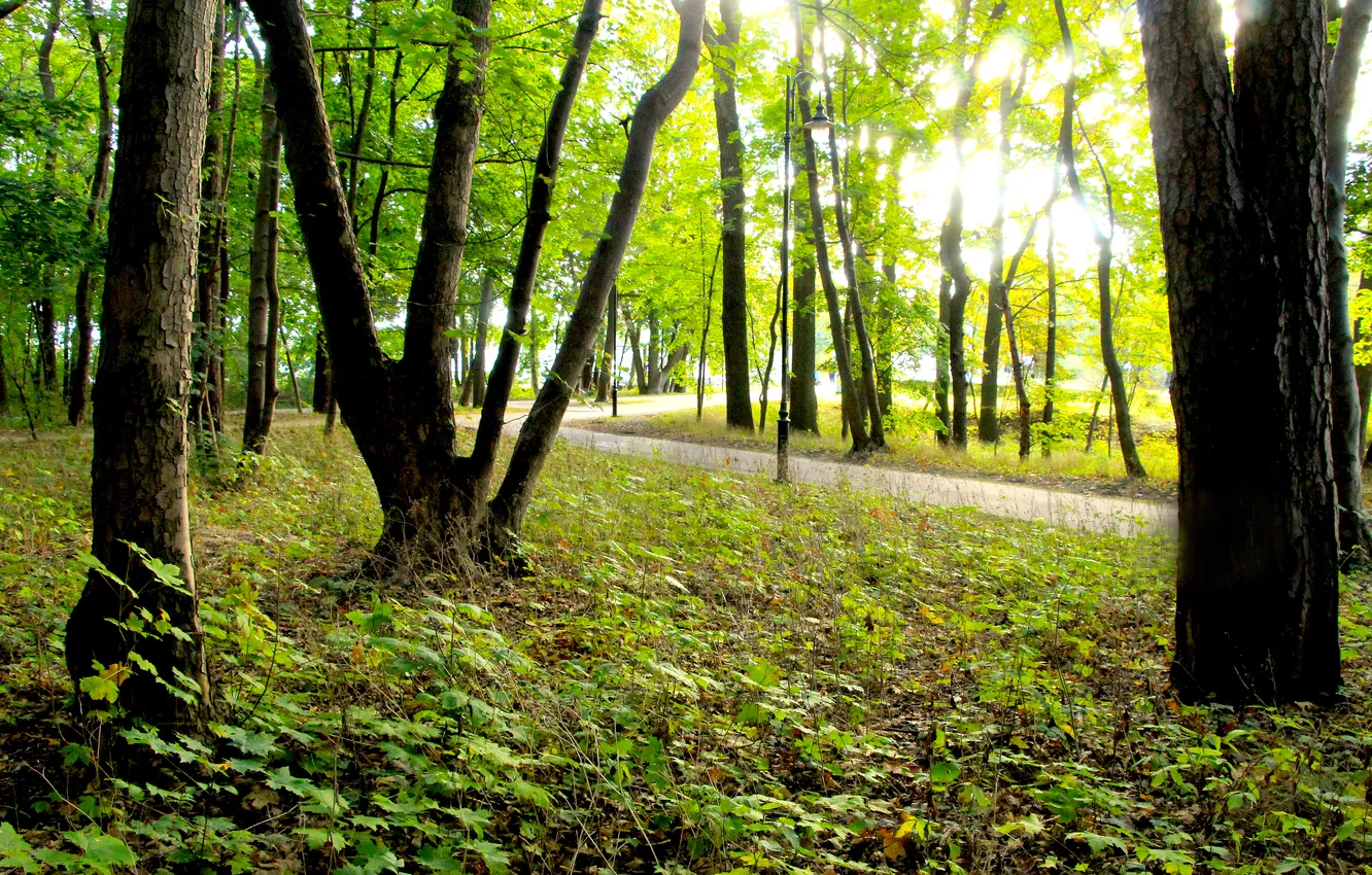Photo wallpaper trees, park, sun