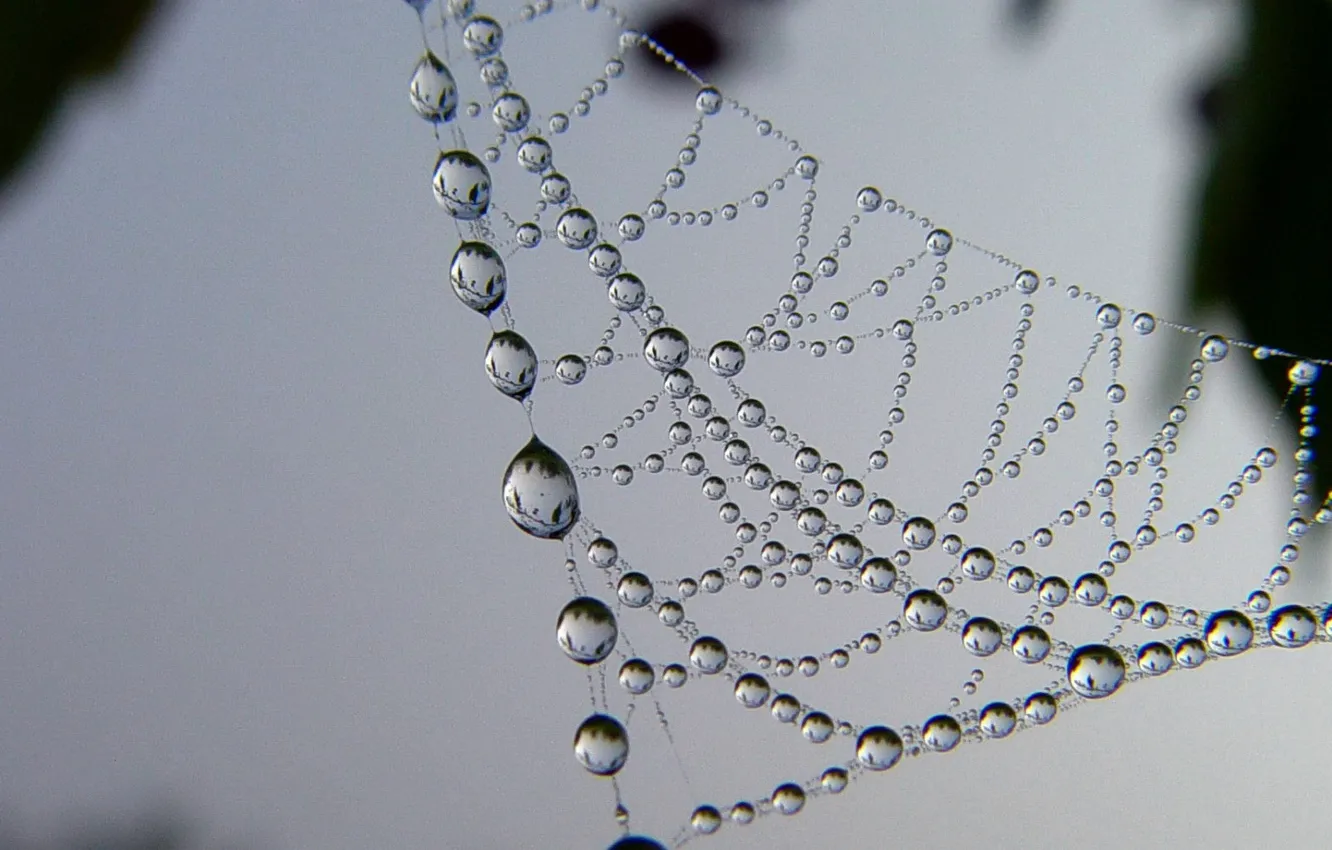 Photo wallpaper drops, web, necklace, after the rain